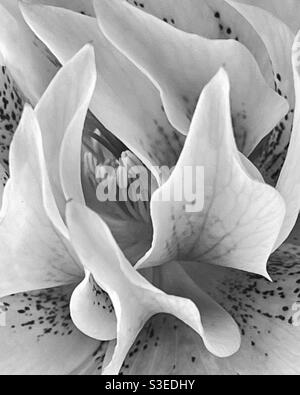 Primo piano macro del centro di un ellebore o fiore di rosa di Lenten in bianco e nero. Foto Stock