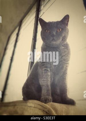 Gatto britannico shorthair con un effetto retrò Foto Stock
