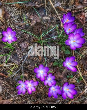 croci viola multipli Foto Stock