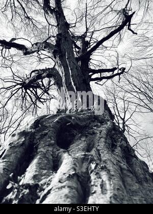 Old Tree Shot dal basso Foto Stock