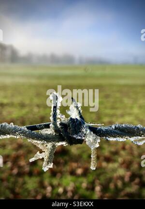 Filo spinato ghiacciato in un campo Foto Stock