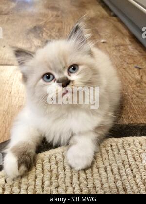 Cubby Bear Kitten Foto Stock