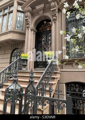 Una casa di appartamenti in pietra brownstone ben tenuta a Murray Hill presenta alberi e narcisi in fiore durante la primavera di fronte ad una porta ornata di legno, New York, USA Foto Stock