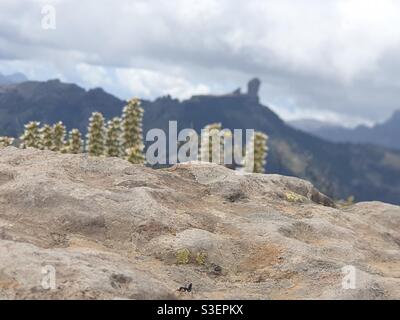 Roque Nublo dal punto di vista di una formica Foto Stock