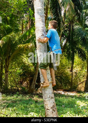 Giovane ragazzo che arrampica l'albero di cocco a piedi nudi con cinghia e machete per tagliare le noci di cocco nella giungla nel parco nazionale Alexander Humboldt, Cuba Foto Stock
