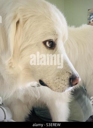 White Great Pyrenees dog face Stock Photo