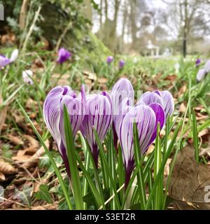 Crocuses viola e bianco che crescono selvaggi in un parco Foto Stock