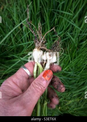 Una mano di donna che tiene i gambi e i bulbi di tre Leek cornered che ha pinzato dal suo giardino. Questa specie è sia commestibile che considerata un'infestazione invasiva in molti paesi. Foto Stock