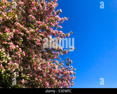 Fiori di ciliegio rosa contro un cielo blu. Foto Stock