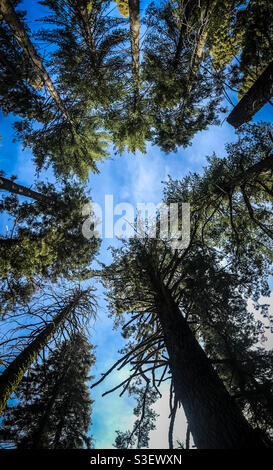 Guardando verso il cielo nel Sequoia National Park California Foto Stock