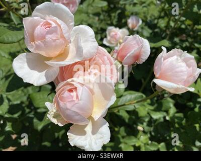 Splendide rose rosa-Peach Foto Stock