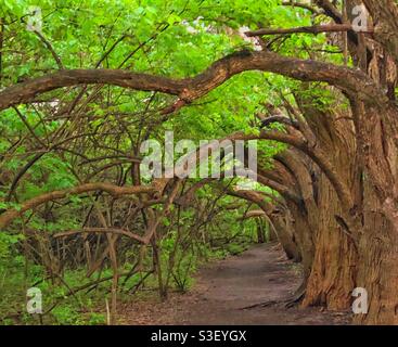 Tree tunnel che copre un percorso a piedi nella foresta in tardo pomeriggio Foto Stock