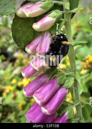 Bumble Bee che riposa sui fiori di una pianta di Foxglove (Digitalis). Foto Stock