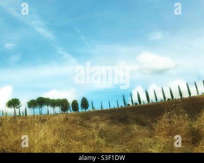 Val D’Orcia, Toscana, Italia- cipressi su una collina Foto Stock