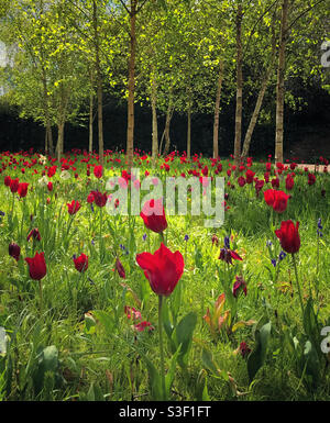 Bei tulipani in mostra ai Giardini del Palazzo Vescovile di Wells, Somerset Foto Stock