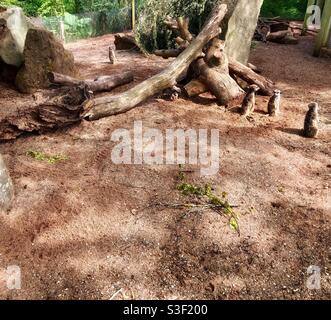 Meerkats presso lo zoo di Bristol Foto Stock