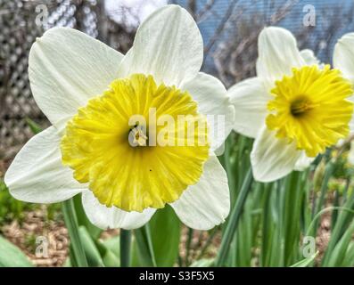 Ice Follies Daffodils nel giardino della casa. Foto Stock