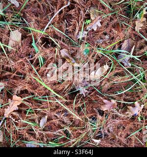 Pavimento forestale in autunno con aghi di pino caduto. Foto Stock