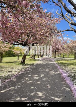 Giardini botanici di Wavertree Liverpool Foto Stock