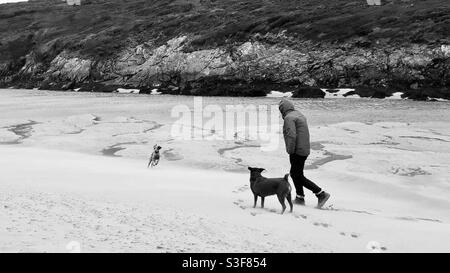 Cani uomo a piedi sulla spiaggia spazzata dal vento Foto Stock