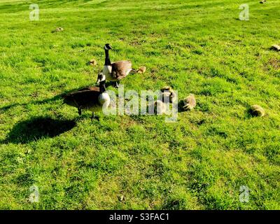 Le oche canadesi e i nuovi pettini. I due adulti, presumibilmente madre e padre, tengono un occhio vigile sui piccoli in un grande parco. Concetti: Ciclo della natura, prossimo, nurturing, outdoor Foto Stock