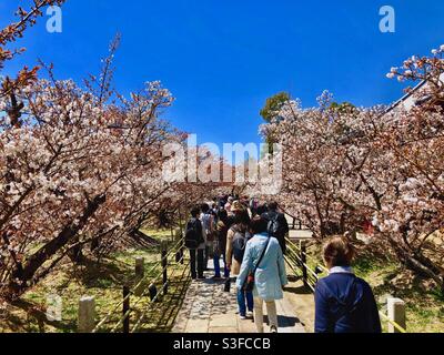 La gente guarda i ciliegi in fiore nel parco vicino al tempio Ninna-ji a Kyoto, Giappone. Foto Stock