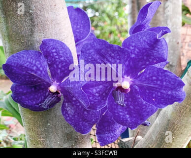 Incredibilmente splendida Blue Vanda Orchids fiori in piena fioritura, autunno, Australia. Pachara Delight Blue Foto Stock