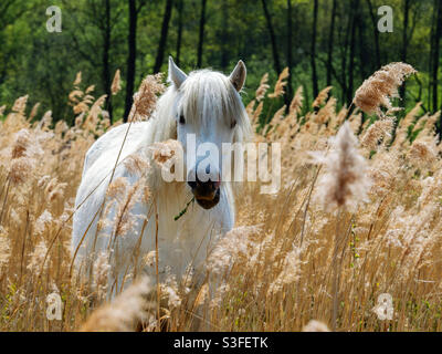 Bianco cavallo selvatico nelle canne Foto Stock