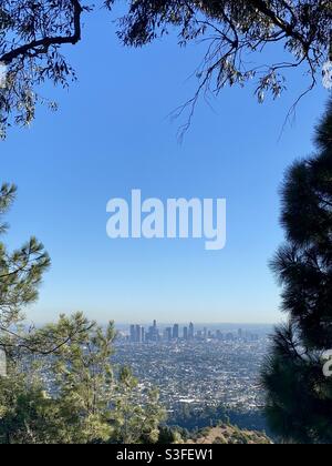 Vista di Los Angeles, con lo skyline del centro città visto attraverso gli alberi, dai sentieri escursionistici di Griffith Park, giorno senza nuvole con cielo blu Foto Stock