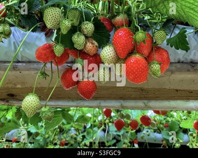 Fragole mature e immature che crescono sulla pianta in un pick your own farm. Foto Stock