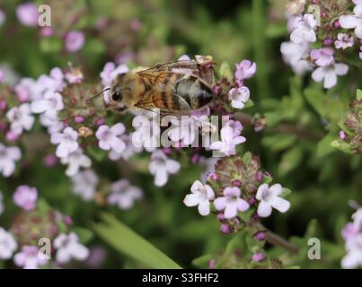 Un'ape su un fiore di timo rosa Foto Stock