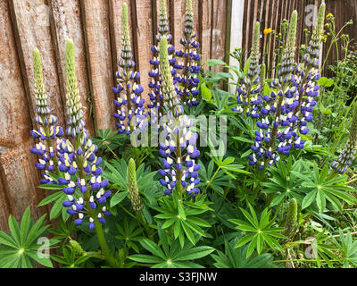 Lupin fiori fioriti in un giardino. Foto Stock