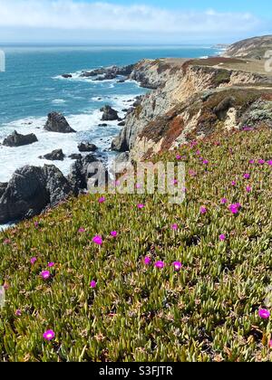 Fiori selvatici su una scogliera a Bodega Head a Bodega Bay, California. Foto Stock