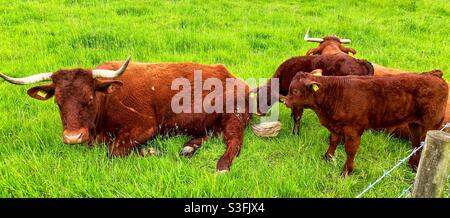Mucche a Kingston Lacy Foto Stock