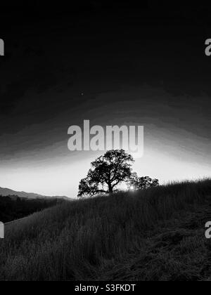 Singolo albero di quercia con silhouette sul giocattolo, in bianco e nero Foto Stock