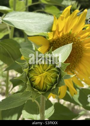 Girasole gemma in procinto di aprire Foto Stock
