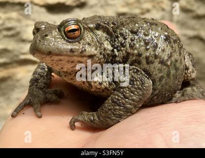 Toad sul riposo umano della mano Foto Stock