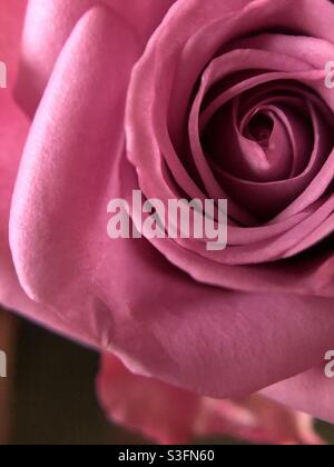 Colore rosa è aumentato Foto Stock