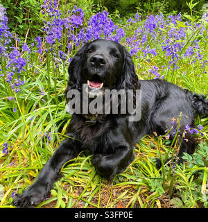 Cane nero in campo bluebells Foto Stock