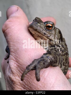 Solomn Toad poggiato sulla mano umana Foto Stock