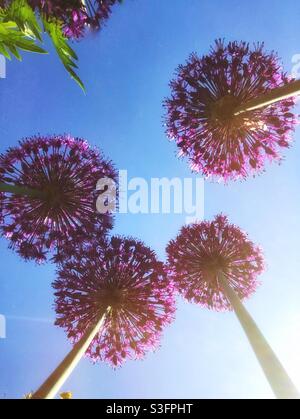 Guardando da sotto bellissimi fiori di allio a testa rotonda viola sotto un cielo blu con spazio per la copia Foto Stock