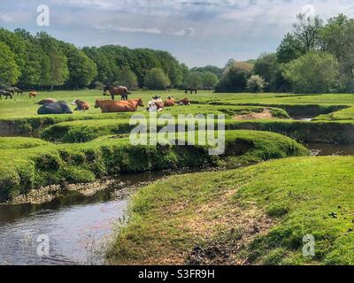 Bestiame e pony accanto al torrente Mill Lawn Brook tortuoso nel New Forest National Park, Burley, Hampshire, Regno Unito Foto Stock