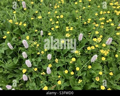 Fiori viola e gialli che crescono tra l'erba in un prato di fiori selvatici Foto Stock