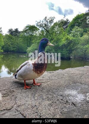 Un'anatra mallard maschile in piedi su una barriera di pietra intorno ad un laghetto. Foto Stock