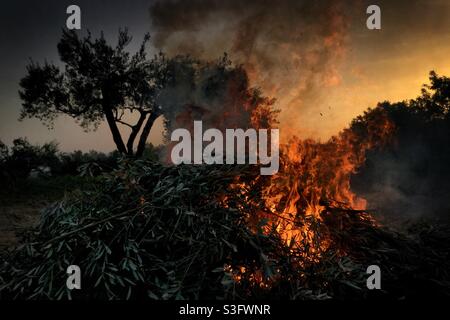 Falò Daybreak in un oliveto, Catalogna, Spagna. Foto Stock