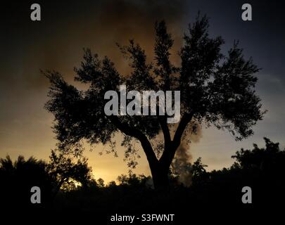 Falò Daybreak in un oliveto, Catalogna, Spagna. Foto Stock
