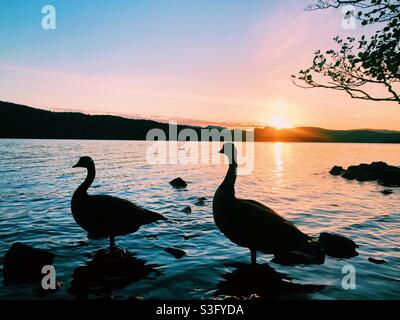 Le oche si stagliano davanti al tramonto sul lago Windermere Foto Stock
