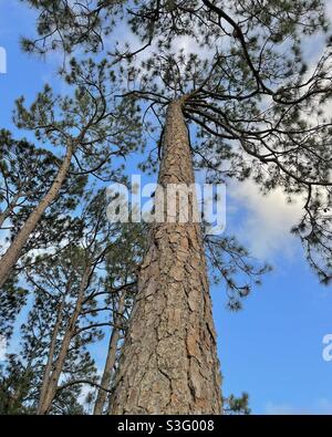 Vista prospettica di grandi alberi di pino nella foresta Foto Stock