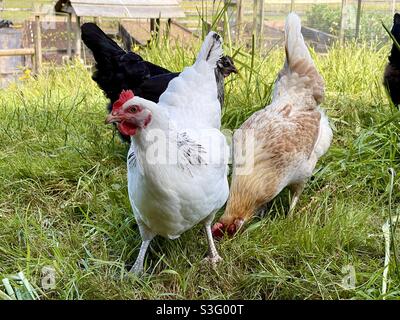 Galline a portata libera in un contenitore Foto Stock