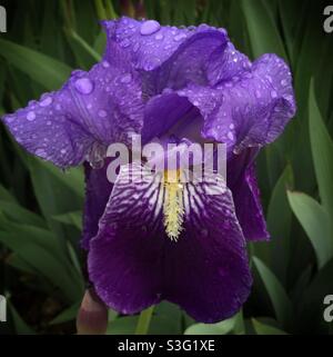 Viola bandiera Iris (Iris germanica), Catalogna, Spagna. Foto Stock
